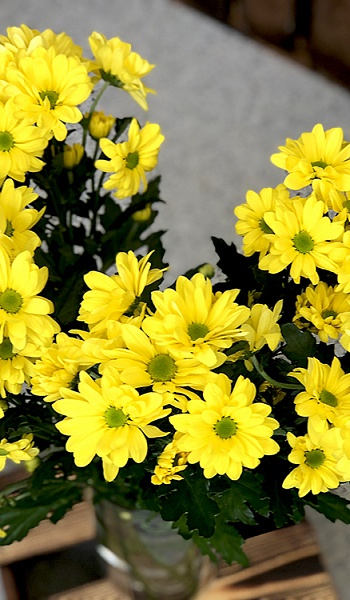 Хризантема кустовая желтая /Bakardy yellow/