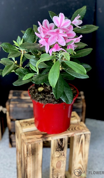 Рододендрон /Rhododendron/