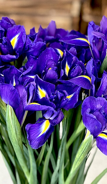 Синий цветок png фото