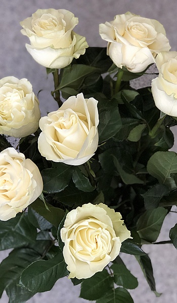 Роза белая /Mondiale/