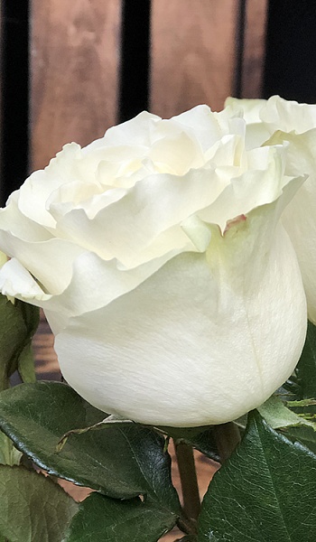 Роза белая /Mondiale/