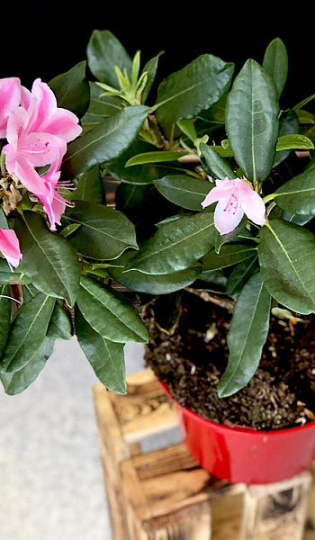 Рододендрон /Rhododendron/