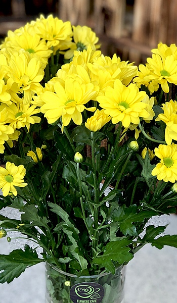 Хризантема кустовая желтая /Bakardy yellow/