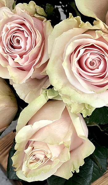 Роза розово-кремовая /Pink Mondial/
