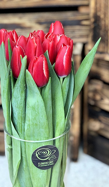 Тюльпан красный /Tulipa/
