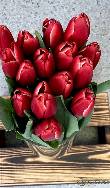 Тюльпан красный /Tulipa/