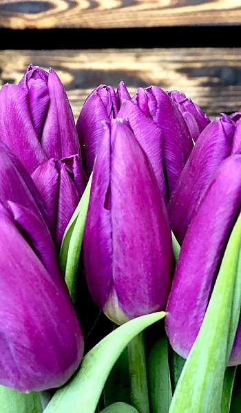 Тюльпан фиолетовый /Tulipa/