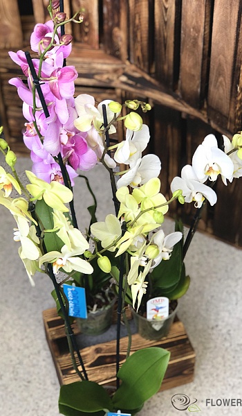 Орхидея /Phalaenopsis/