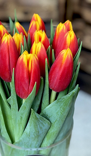 Тюльпан красно-желтый /Tulipa/