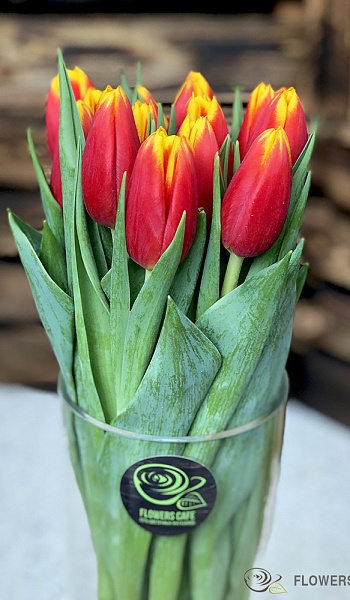 Тюльпан красно-желтый /Tulipa/