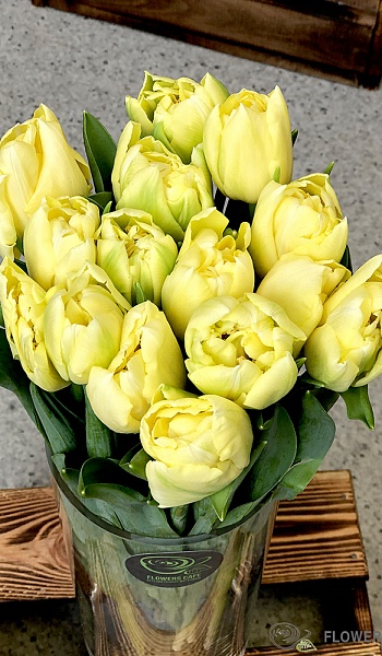 Тюльпан лимонный /Tulipa/