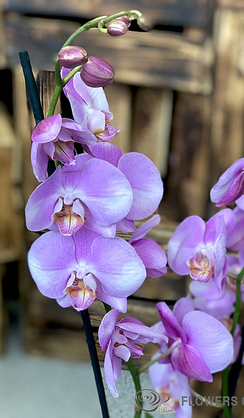 Орхидея /Phalaenopsis/
