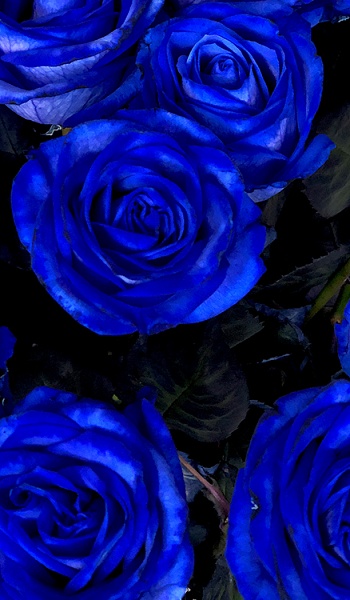 Роза синяя /Ультрамарин/