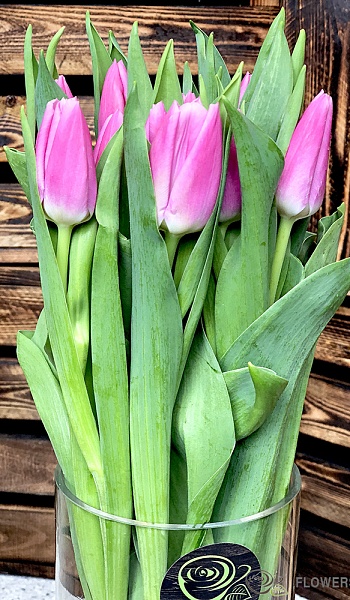 Тюльпан сиреневый /Tulipa/