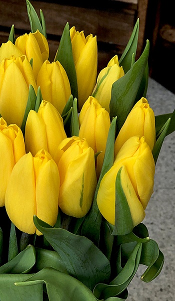 Желтые тюльпаны из гофрированной бумаги и конфет. Поделки на 8 марта.