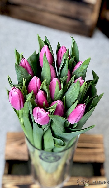 Тюльпан сиреневый /Tulipa/